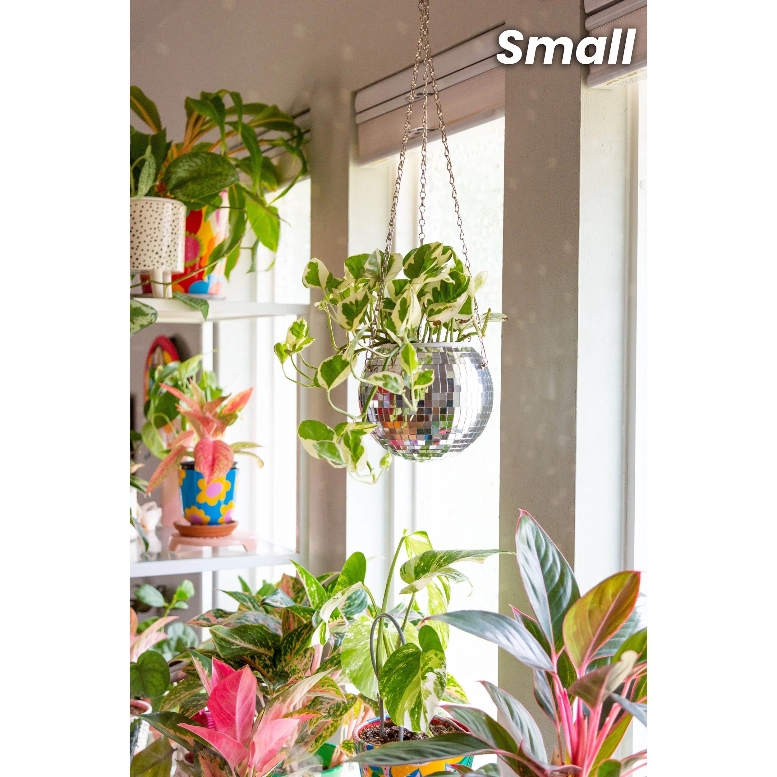 Christmas Cactus - Schlumbergera bridgesii 'Thor Nille' Lavender